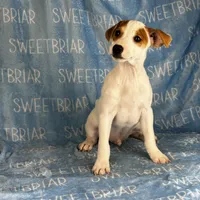 Heath, a male Jack Russell Terrier for sale in Birmingham, AL – Photo 3 of 8