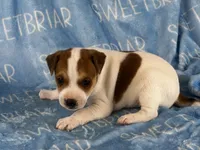Parker JRT, a male Parson Russell Terrier for sale in Birmingham, AL – 3 of 6