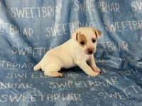 Pistol JRT, a male Parson Russell Terrier for sale in Birmingham, AL – 4 of 6