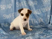 Porter JRT, a male Parson Russell Terrier for sale in Birmingham, AL – 4 of 6