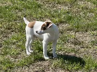 Rowdy JRT, a male Parson Russell Terrier for sale in Birmingham, AL – Photo 2 of 5