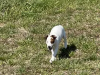 Rowdy JRT, a male Parson Russell Terrier for sale in Birmingham, AL – Photo 3 of 5