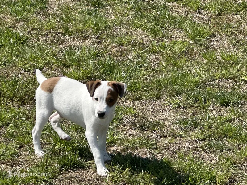 Rowdy  – Jack Russell Terrier puppy for sale in Birmingham, AL