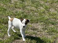 Rowdy JRT, a male Parson Russell Terrier for sale in Birmingham, AL – Photo 4 of 5