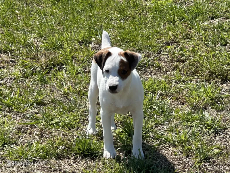 Rowdy JRT – Parson Russell Terrier puppy for sale in Birmingham, AL