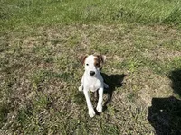 Rowdy JRT, a male Parson Russell Terrier for sale in Birmingham, AL – Photo 5 of 5