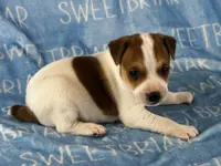 Parker JRT, a male Parson Russell Terrier for sale in Birmingham, AL – 4 of 6