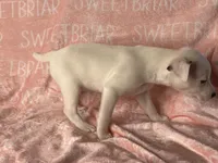 Fiona JRT, a female Parson Russell Terrier for sale in Birmingham, AL – Photo 5 of 6