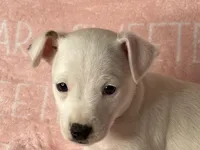 Fiona JRT, a female Parson Russell Terrier for sale in Birmingham, AL – Photo 3 of 6