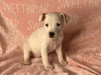 Fiona JRT, a female Parson Russell Terrier for sale in Birmingham, AL – Photo 6 of 6
