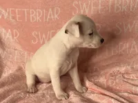 Fiona JRT, a female Parson Russell Terrier for sale in Birmingham, AL – Photo 4 of 6