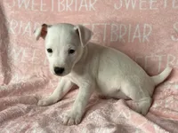Fiona JRT, a female Parson Russell Terrier for sale in Birmingham, AL – Photo 2 of 6