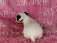 Piper , a female Parson Russell Terrier for sale in Birmingham, AL – 4 of 6