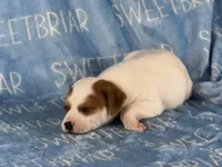 Patch JRT, a male Parson Russell Terrier for sale in Birmingham, AL – 5 of 6