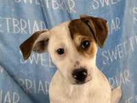 Sparky shortie , a male Jack Russell Terrier for sale in Birmingham, AL – Photo 2 of 8