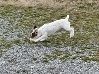 Sparky shortie , a male Jack Russell Terrier for sale in Birmingham, AL – Photo 4 of 8