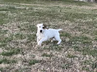 Sparky shortie , a male Jack Russell Terrier for sale in Birmingham, AL – Photo 6 of 8