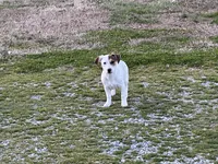 Sparky shortie , a male Jack Russell Terrier for sale in Birmingham, AL – Photo 8 of 8