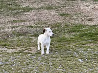 Sparky shortie , a male Jack Russell Terrier for sale in Birmingham, AL – Photo 7 of 8