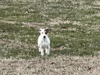 Sparky shortie , a male Jack Russell Terrier for sale in Birmingham, AL – Photo 3 of 8