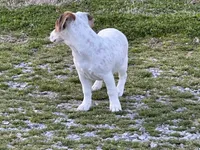 Sparky shortie , a male Jack Russell Terrier for sale in Birmingham, AL – Photo 5 of 8