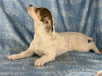 Sparky shortie , a male Jack Russell Terrier for sale in Birmingham, AL – Photo 1 of 8