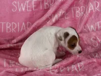 Poppy , a female Jack Russell Terrier for sale in Birmingham, AL – 4 of 5