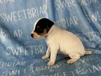 Sawyer JRT, a male Parson Russell Terrier for sale in Birmingham, AL – 3 of 6