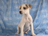 Pistol JRT, a male Parson Russell Terrier for sale in Birmingham, AL – 4 of 8