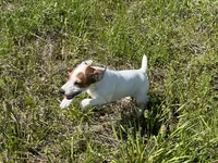 Raider JRT, a male Parson Russell Terrier for sale in Birmingham, AL – 6 of 7