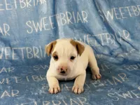 Jackson, a male Jack Russell Terrier for sale in Birmingham, AL – 4 of 5