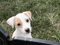 Pistol, a male Jack Russell Terrier for sale in Birmingham, AL – 5 of 9