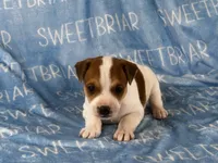 Parker JRT, a male Parson Russell Terrier for sale in Birmingham, AL – 1 of 6