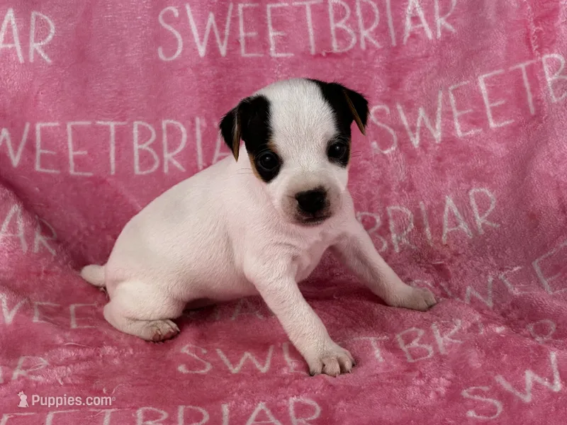 Gabby  – Jack Russell Terrier puppy for sale in Birmingham, AL