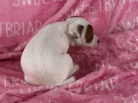 Poppy JRT , a female Parson Russell Terrier for sale in Birmingham, AL – 6 of 6