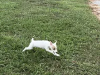 Pistol JRT, a male Parson Russell Terrier for sale in Birmingham, AL – 7 of 8
