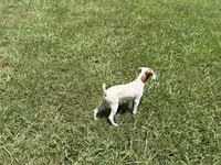 Porter JRT, a male Parson Russell Terrier for sale in Birmingham, AL – 5 of 5