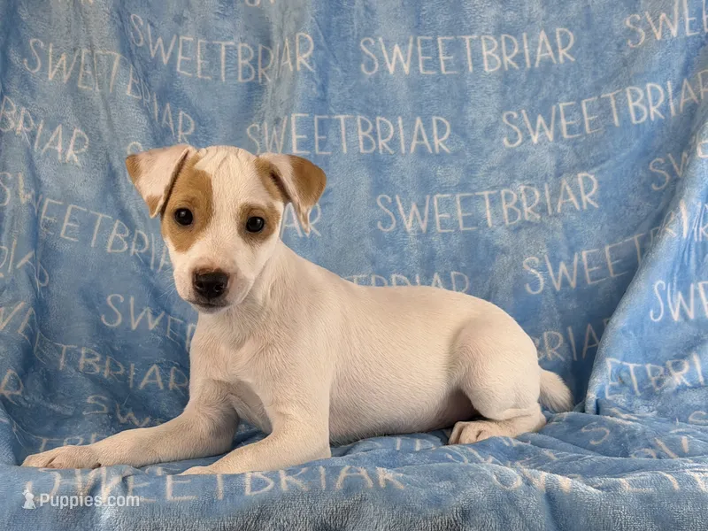 Pistol – Jack Russell Terrier puppy for sale in Birmingham, AL