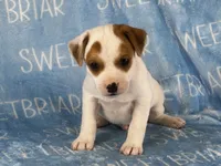 Patch JRT, a male Parson Russell Terrier for sale in Birmingham, AL – 4 of 6