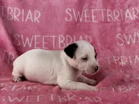 Piper , a female Parson Russell Terrier for sale in Birmingham, AL – 6 of 6