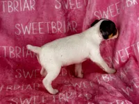 Stella JRT, a female Parson Russell Terrier for sale in Birmingham, AL – 4 of 6