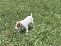 Petey JRT, a male Parson Russell Terrier for sale in Birmingham, AL – 8 of 9