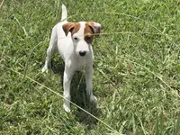 Petey JRT, a male Parson Russell Terrier for sale in Birmingham, AL – 2 of 9