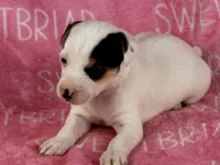 Piper , a female Jack Russell Terrier for sale in Birmingham, AL – 3 of 5