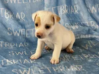 Pistol JRT, a male Parson Russell Terrier for sale in Birmingham, AL – 3 of 6