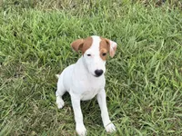 Petey, a male Jack Russell Terrier for sale in Birmingham, AL – 7 of 9