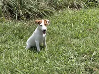 Petey, a male Jack Russell Terrier for sale in Birmingham, AL – 5 of 9
