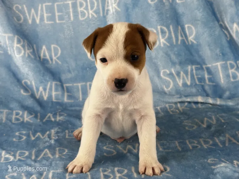 Petey – Jack Russell Terrier puppy for sale in Birmingham, AL