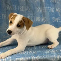 Heath JRT, a male Parson Russell Terrier for sale in Birmingham, AL – Photo 2 of 8