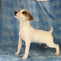 Heath JRT, a male Parson Russell Terrier for sale in Birmingham, AL – Photo 6 of 8